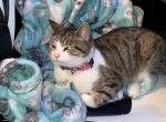 Luna - Domestic Cat For Adoption - Elizabethtown&comma; KY&comma; US