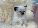 Sage - Ragdoll Kitten For Sale - 