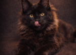 Pure Black Maine Coon Show Quality - Maine Coon Kitten For Sale - Firestone Park&comma; CA&comma; US