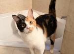 Minerva - Domestic Kitten For Adoption - Homestead&comma; FL&comma; US