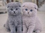 Luxury Scottish Fold Kittens for Sale - Scottish Fold Kitten For Sale - Lockport&comma; IL&comma; US