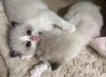 Purebred Ragdoll kittens born March 19 - Ragdoll Kitten For Sale - Beavercreek&comma; OH&comma; US