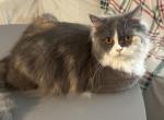 Calico Selkirk Rex Mixed - Selkirk Rex Cat For Sale - Rancho Cucamonga&comma; CA&comma; US