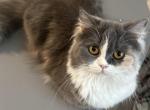 Calico Selkirk Rex Mixed - Selkirk Rex Cat For Sale - Rancho Cucamonga&comma; CA&comma; US