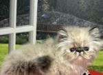 Juniper - Himalayan Kitten For Sale - Lakeland&comma; FL&comma; US