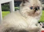 Linden unique tortie point - Himalayan Kitten For Sale - Lakeland&comma; FL&comma; US