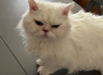 White Curly Selkirk Rex - Selkirk Rex Cat For Sale - Rancho Cucamonga&comma; CA&comma; US