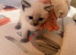 ON HOLDMax Gorgeous Blue Point Siamese Male Kitten - Siamese Kitten For Sale - Harrisburg&comma; PA&comma; US