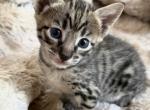 Cloud F5 SBT Female - Savannah Kitten For Sale - NV&comma; US