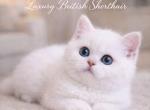 British Shorthair Kittens  Ready to go home - British Shorthair Kitten For Sale - 