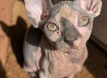 Atlas - Sphynx Kitten For Sale - Alsip&comma; IL&comma; US