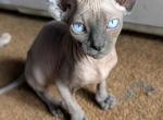 Phoenix - Sphynx Kitten For Sale - Alsip&comma; IL&comma; US