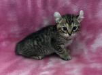 Highlander kity 1g - Highlander Kitten For Sale - Goshen&comma; AL&comma; US