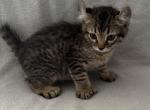 Highlander kity 2m - Highlander Kitten For Sale - Goshen&comma; AL&comma; US