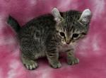 Highlander kity 5g - Highlander Kitten For Sale - Goshen&comma; AL&comma; US