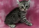 Highlander kity 2g - Highlander Kitten For Sale - Goshen&comma; AL&comma; US