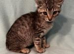Highlander kity3d - Highlander Kitten For Sale - Goshen&comma; AL&comma; US