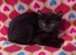 Highlander kity2d - Highlander Kitten For Sale - Goshen&comma; AL&comma; US
