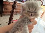 Celestial new born - Persian Kitten For Sale - Fort Worth&comma; TX&comma; US