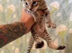 The Wild Moon Litter BABY 2 - Savannah Kitten For Sale - 