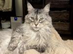Nini - Maine Coon Cat For Adoption - Silverton&comma; OR&comma; US