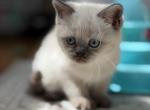 Angel - Scottish Straight Kitten For Sale - Brooklyn&comma; NY&comma; US
