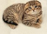 Lily - Scottish Fold Kitten For Sale - Chicago&comma; IL&comma; US