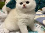 Scottish fold female - Scottish Fold Kitten For Sale - 