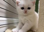 Scottish Stright female - Scottish Straight Kitten For Sale - 