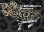 BENGAL KITTEN  CHARCOAL MALE - Bengal Kitten For Sale - Hoffman Est&comma; IL&comma; US