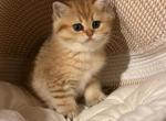 Mila - Scottish Fold Kitten For Sale - 