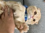 Garfield - Scottish Fold Kitten For Sale - 