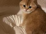 Biscuit - Scottish Fold Kitten For Sale - 