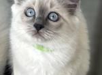 Mia - Ragdoll Kitten For Sale - 