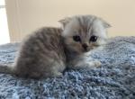 Charlie - Scottish Fold Kitten For Sale - Levittown&comma; PA&comma; US