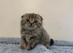 Toby - Scottish Fold Kitten For Sale - Levittown&comma; PA&comma; US