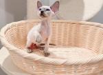 Mix - Devon Rex Kitten For Sale - Queens&comma; NY&comma; US