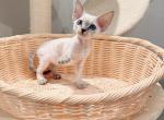 Benny - Devon Rex Kitten For Sale - Queens&comma; NY&comma; US