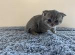Buddy - Scottish Fold Kitten For Sale - Levittown&comma; PA&comma; US