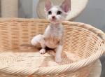 Coco - Devon Rex Kitten For Sale - Queens&comma; NY&comma; US