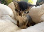 Lavr - Chausie Kitten For Sale - Renovo&comma; PA&comma; US