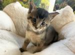 Zahar - Chausie Kitten For Sale - 