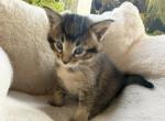 Vasilisa - Chausie Kitten For Sale - 