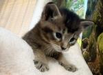 Anisia - Chausie Kitten For Sale - 