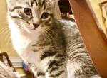Tigress Girl Lynx Siamese Maine Coon Mix - American Shorthair Kitten For Sale - GA&comma; US