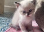 Blue - Snowshoe Kitten For Sale - Claremont&comma; CA&comma; US