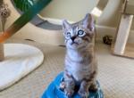 Charcoal Snow Male Marshmallow - Bengal Kitten For Sale - 