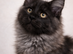 Show Black Smoke Maine Coon Show European Cattery - Maine Coon Kitten For Sale - 