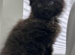 Blakky - Ragdoll Kitten For Adoption - 