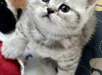 Dolly - British Shorthair Kitten For Sale - 